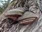 Parázstapló (Phellinus igniarius), Miskolctapolca